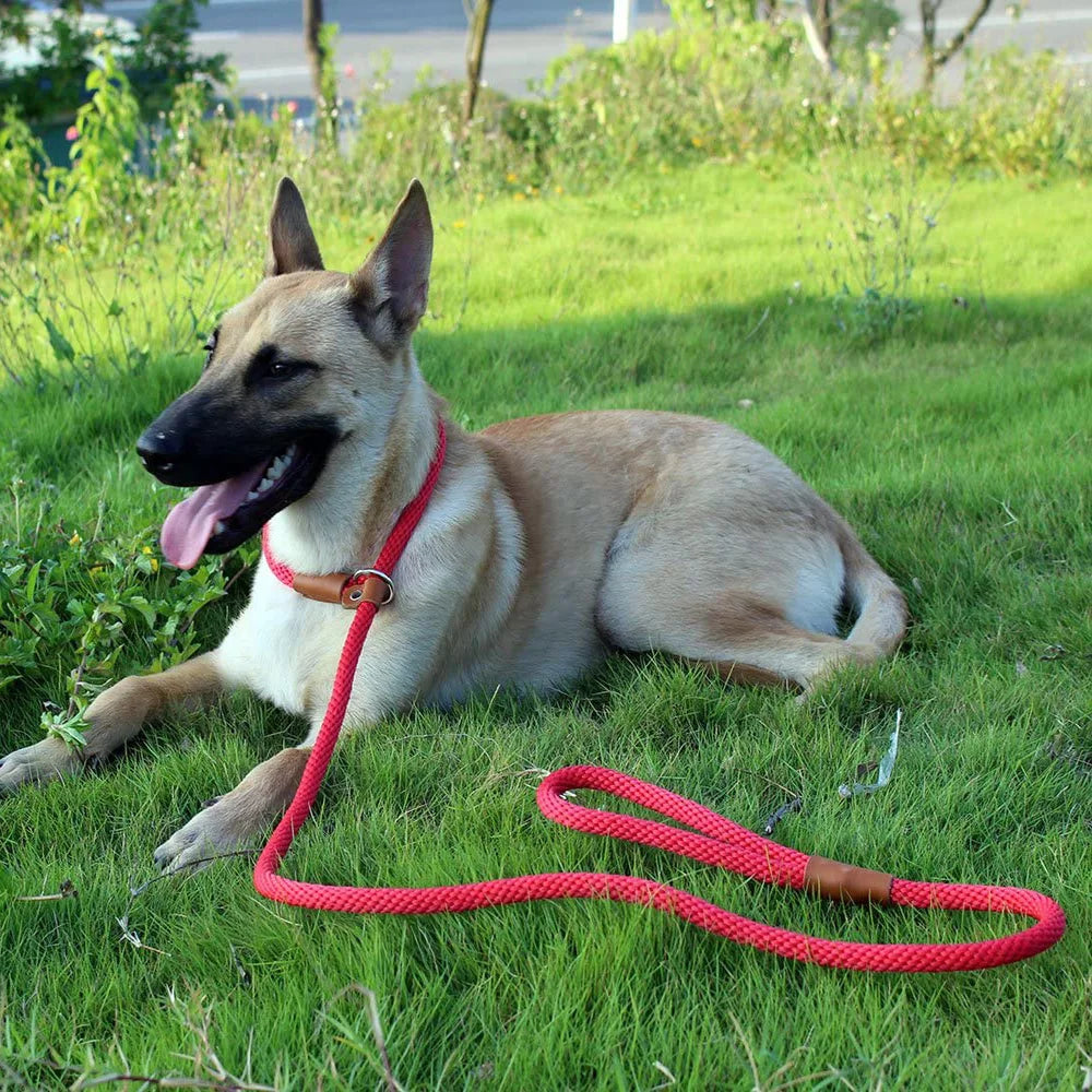 Heavy Duty Slip Lead Dog Leash